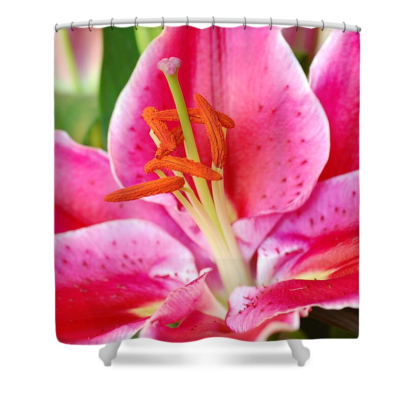 Lily Shower Curtain featuring the photograph Pink Lily 3 by Amy Fose