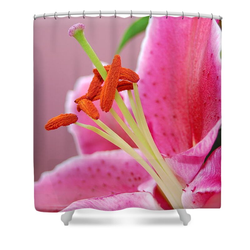 Lily Shower Curtain featuring the photograph Pink Lily 4 by Amy Fose