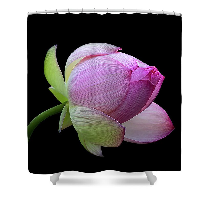 Pink Shower Curtain featuring the photograph Pink Lotus Bud by Gary Geddes