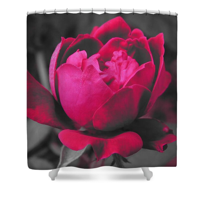 Rose Shower Curtain featuring the photograph Pink n Gray by Gena Herro