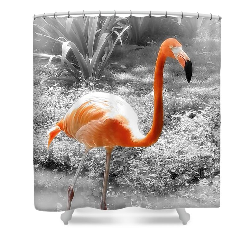 Bird Shower Curtain featuring the photograph Pink Orange Flamingo Photo 210 by Lucie Dumas