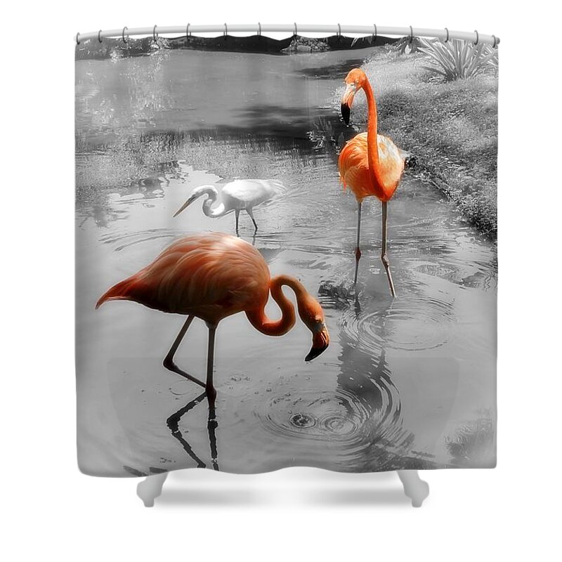 Bird Shower Curtain featuring the photograph Pink Orange Flamingo Photo 211 by Lucie Dumas