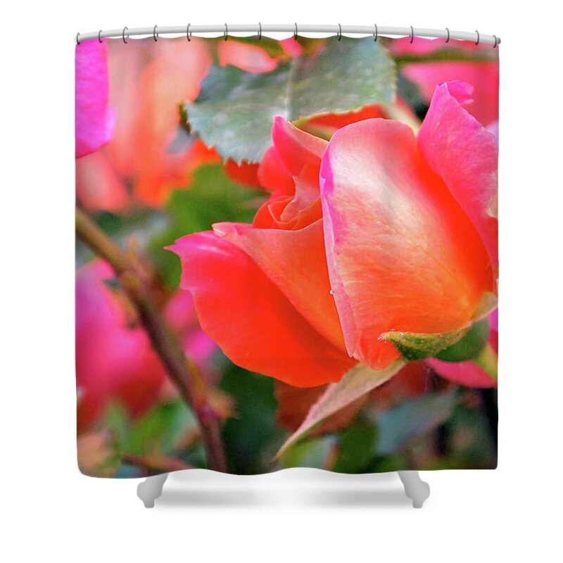 Rose Shower Curtain featuring the photograph Pink Orange Hybrid by Rona Black