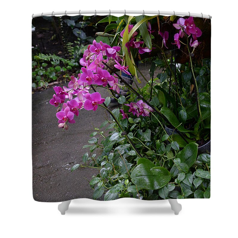 Orchid Shower Curtain featuring the photograph Pink Orchid by Lila Fisher-Wenzel