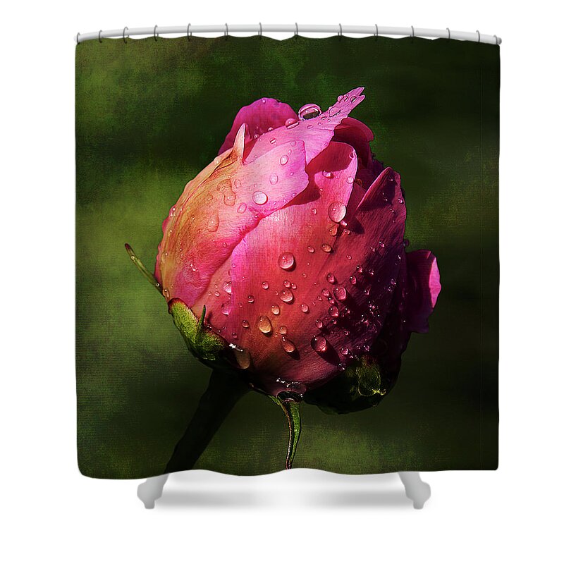 Pink Shower Curtain featuring the photograph Pink Peony Bud with Dew Drops by Patti Deters
