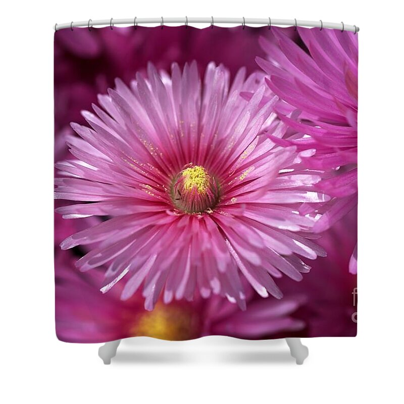 Pigface Plant Shower Curtain featuring the photograph Pink Pigface Flowers by Joy Watson