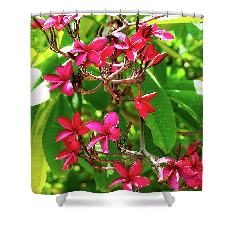 Pink Shower Curtain featuring the photograph Pink Plumeria by John Clark