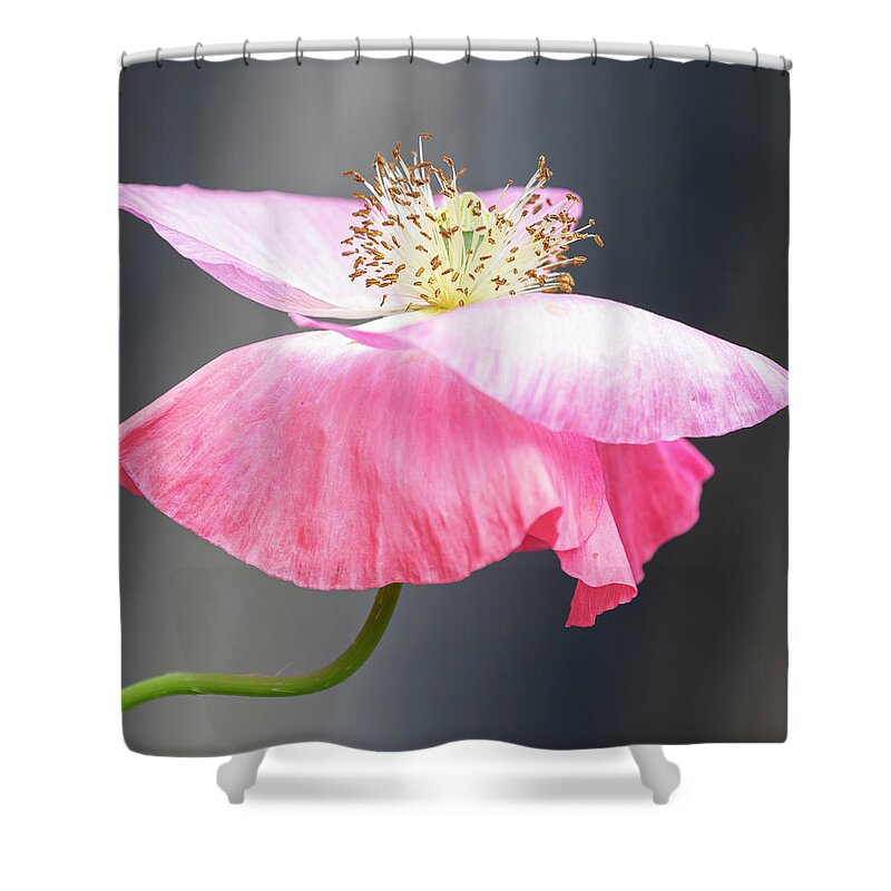 Poppy Shower Curtain featuring the photograph Pink Poppy 2021-2 by Thomas Young