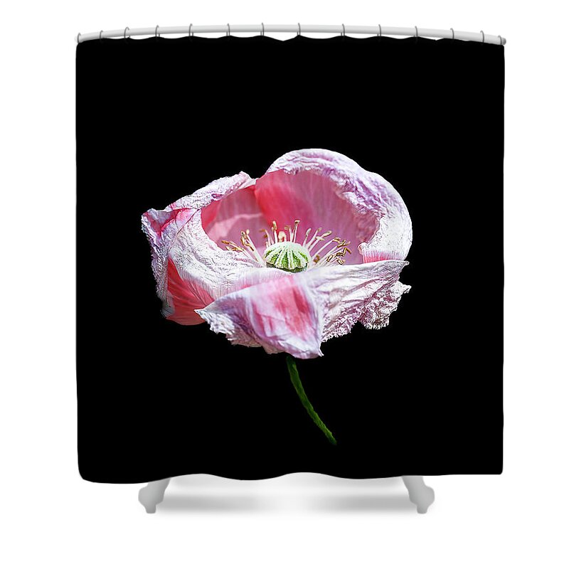 Poppy Shower Curtain featuring the photograph Pink Poppy on Black by Cheri Freeman