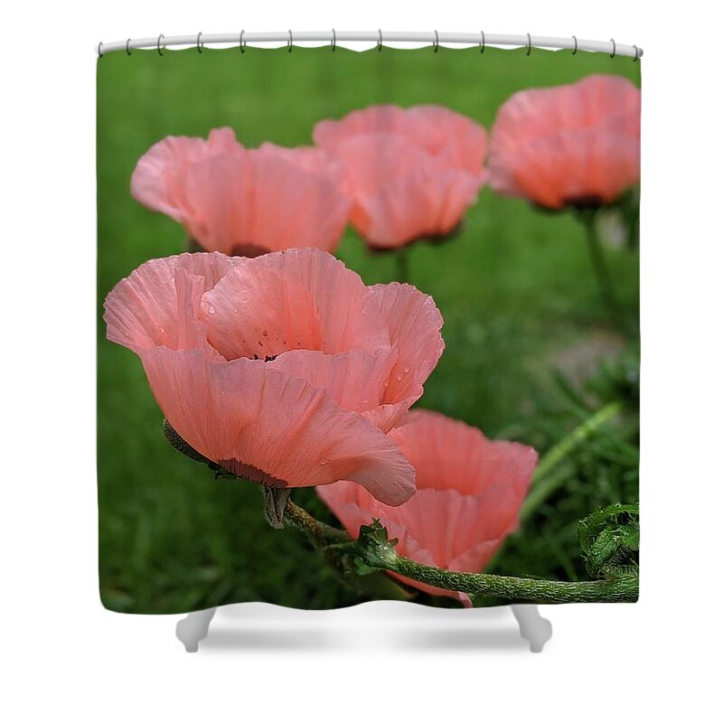 Poppy Shower Curtain featuring the photograph Pink poppy parade by Lisa Mutch