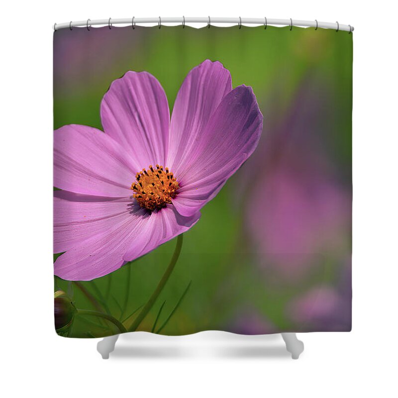 Wildflowers Shower Curtain featuring the photograph Pink Profile by Skip Tribby