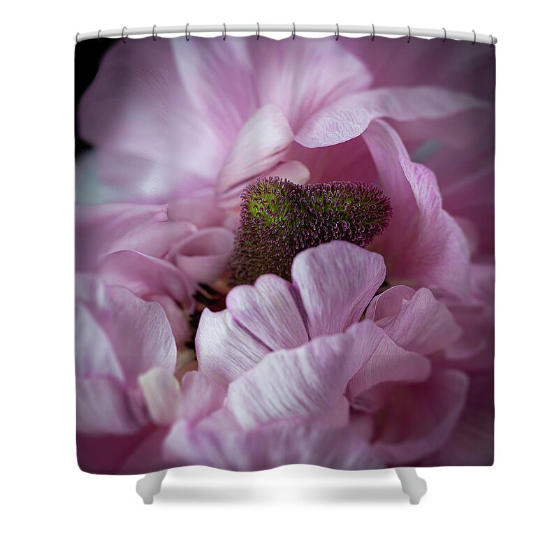 Pink Shower Curtain featuring the photograph Pink Ranunculus Flower Macro Art Photo Decorative Print by Lily Malor