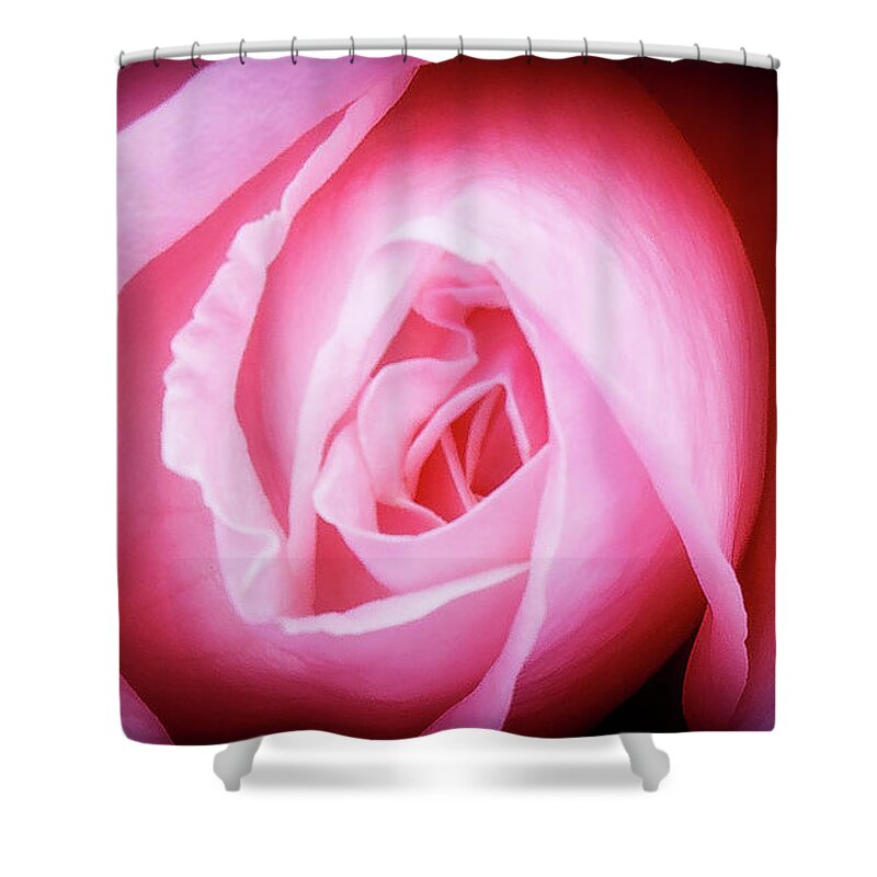 Pink Rose Shower Curtain featuring the photograph Pink Rose by David Morehead