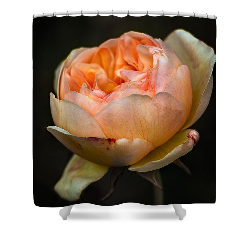 Pink Shower Curtain featuring the photograph Pink Rose Portrait by Carrie Hannigan