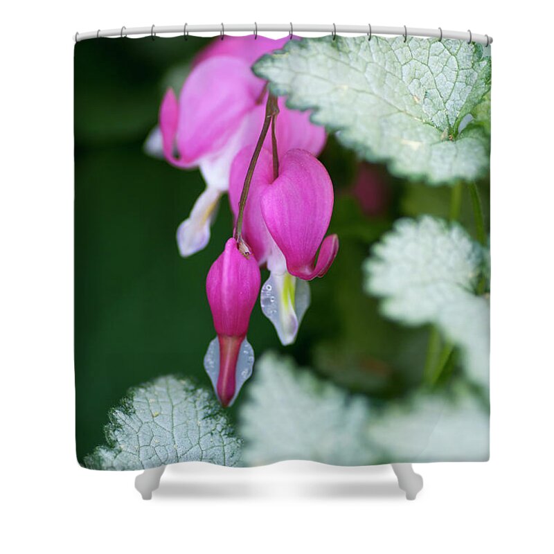 Pink Shower Curtain featuring the photograph Pink Snow On The Mountain by Pamela Dunn-Parrish
