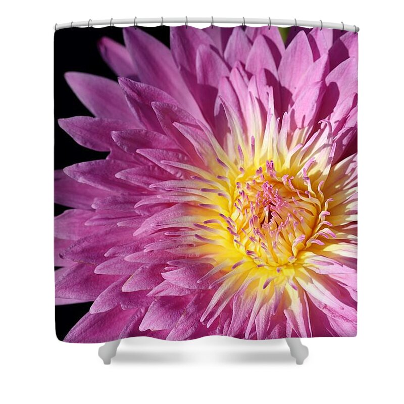 Water Lily Shower Curtain featuring the photograph Pink Splendor by Mingming Jiang
