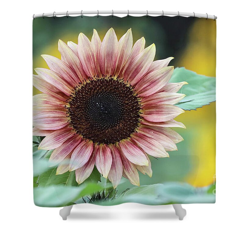 Sunflower Shower Curtain featuring the photograph Pink Sunflower by Vivian Krug Cotton