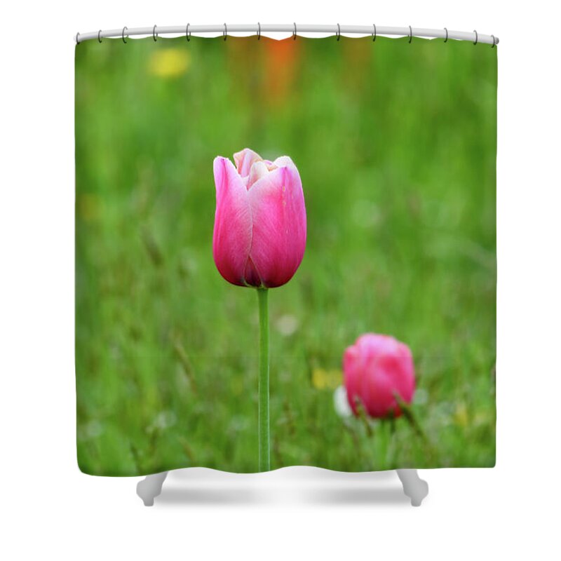 Tulip Shower Curtain featuring the photograph Pink Tulip by Andrew Lalchan