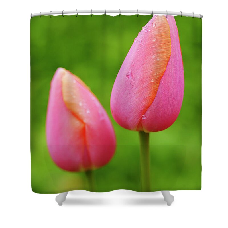 Backyard Shower Curtain featuring the photograph Pink Tulips Vertical by Todd Bannor