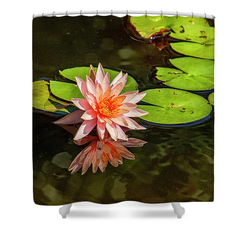Lily Shower Curtain featuring the photograph Pink Water Lily by Bill Barber