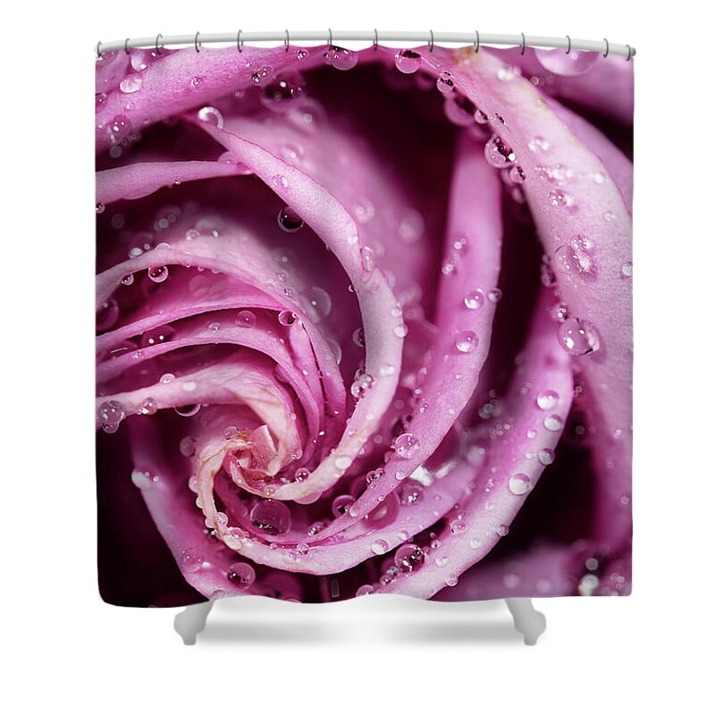 Rose Shower Curtain featuring the photograph Pink Wet Rose by Jon Glaser