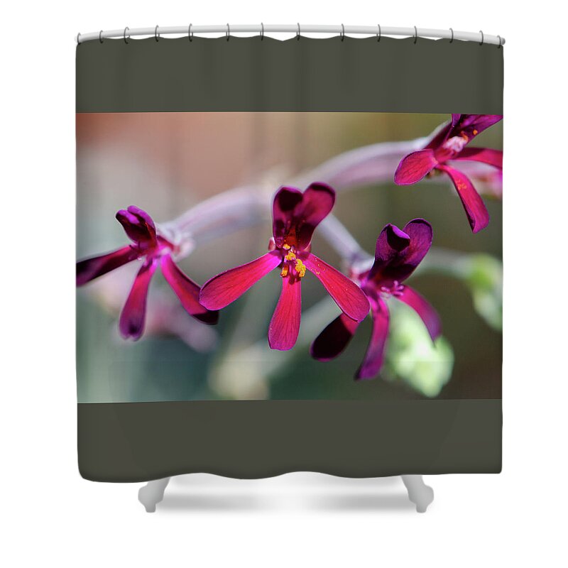 Hot Pink Shower Curtain featuring the photograph Pinks Forward by Kristin Hatt