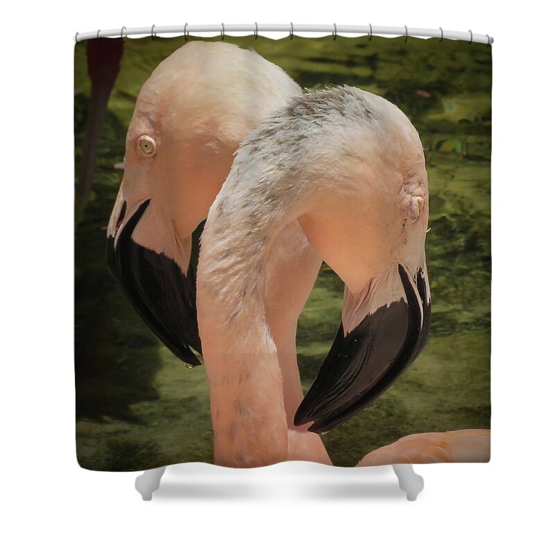 Pink Shower Curtain featuring the photograph Pinks by Vicky Edgerly