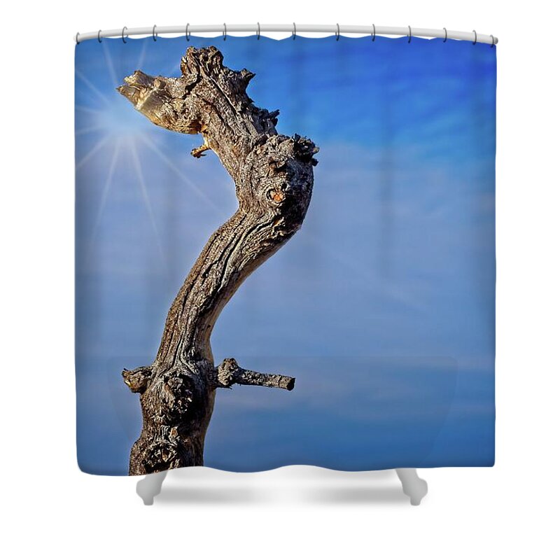 Growth Shower Curtain featuring the photograph Pinyon Trunk Against A Blue Sky by David Desautel
