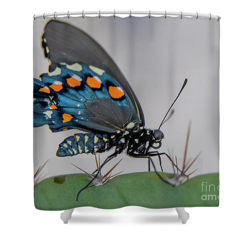 Butterfly Shower Curtain featuring the photograph Pipevine Swallowtail on Cactus by Michael Tidwell