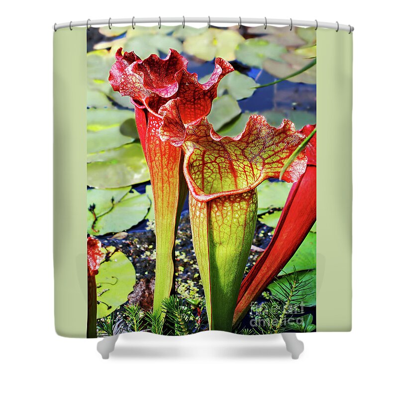 Pitcher Plant Shower Curtain featuring the photograph Pitcher Plant - Carnivorous Plant by Kaye Menner