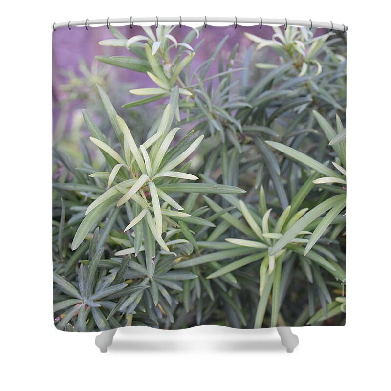 Photograph Of Green Plants Shower Curtain featuring the photograph Plants by Theresa Honeycheck