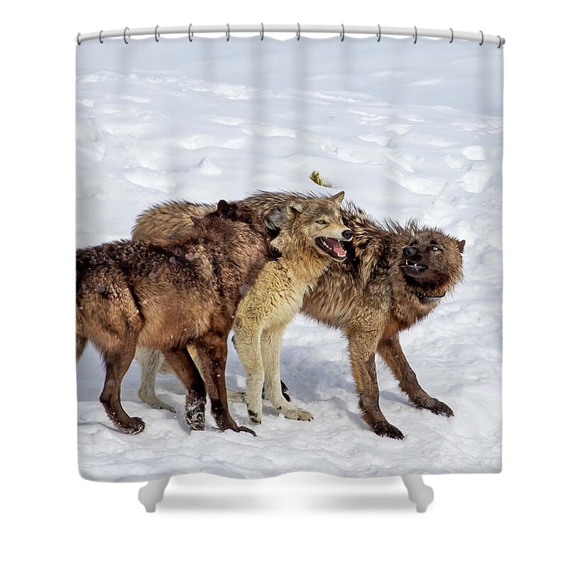 Wolf Shower Curtain featuring the photograph Playful Wapiti Wolves by Mark Miller