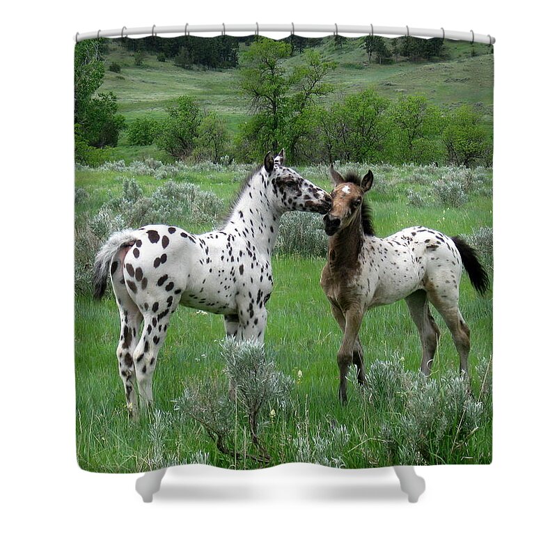 Appaloosa Shower Curtain featuring the photograph Playtime by Katie Keenan