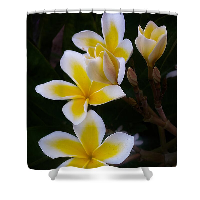 Plumeria Shower Curtain featuring the photograph Plumeria in Bloom by Bonny Puckett