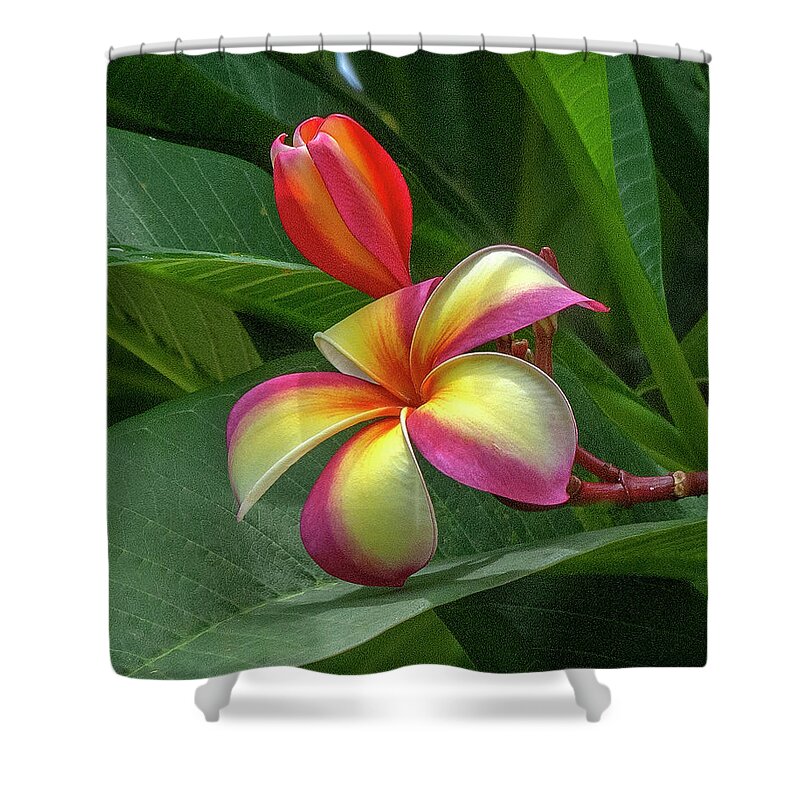 Scenic Shower Curtain featuring the photograph Plumeria or Frangipani DTHB0109 by Gerry Gantt