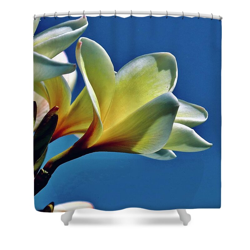 Plumeria Shower Curtain featuring the photograph Plumeria by Sarah Lilja