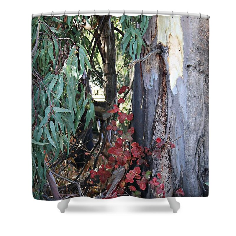Poison Oak Shower Curtain featuring the photograph Poison Oak in Fall Coloirs by Martha Sherman