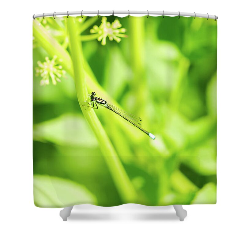 Pond Shower Curtain featuring the photograph Pond Damselfly by Aarthi Arunkumar