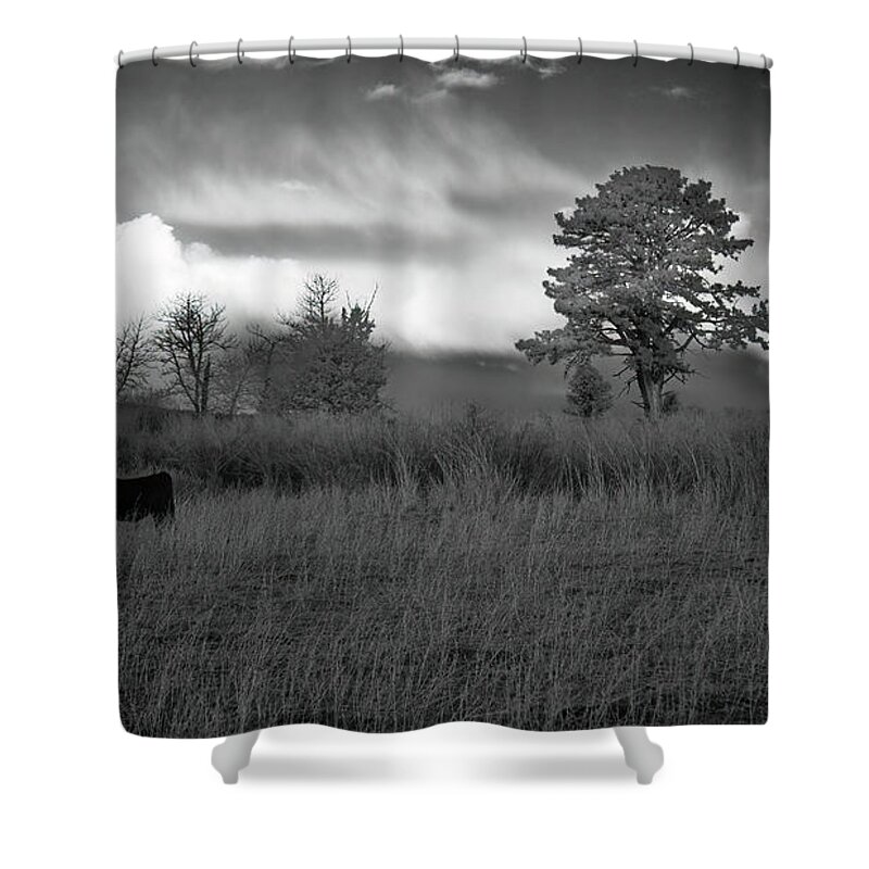 Grass Shower Curtain featuring the photograph Ponderings of a Heifer by Mike Lee