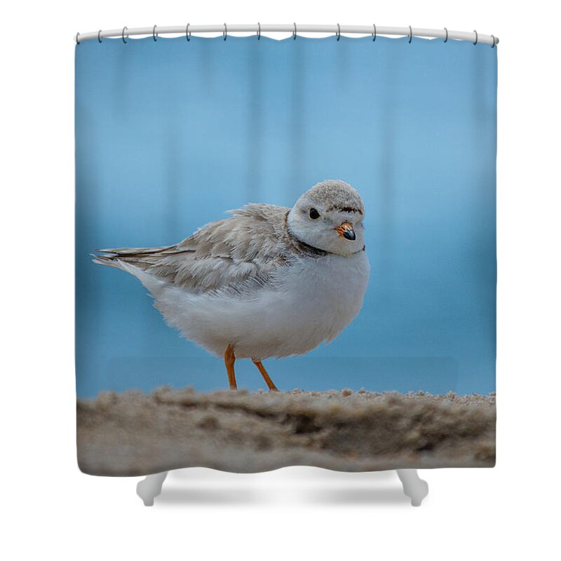 Bird Shower Curtain featuring the photograph Poofy Plover by Linda Bonaccorsi