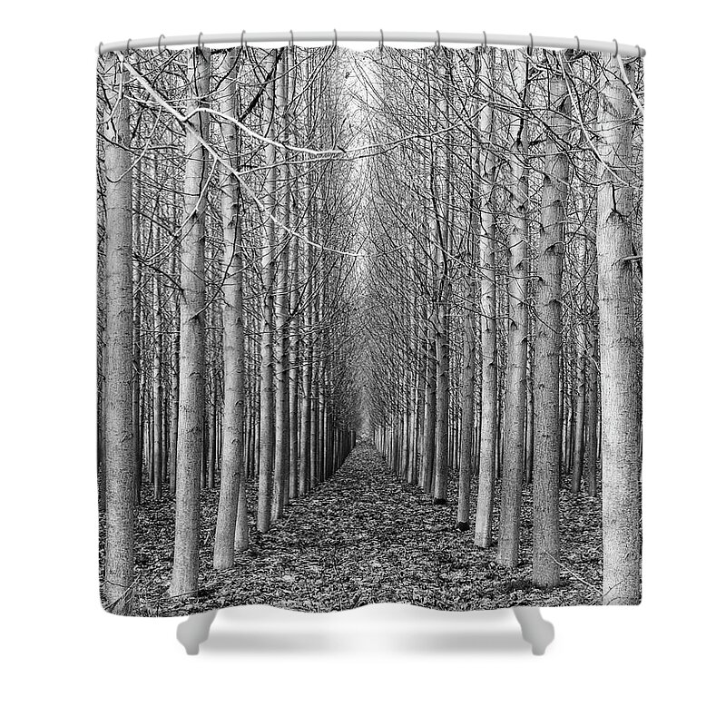 Trees Shower Curtain featuring the photograph Poplar Grove by Stephen Holst