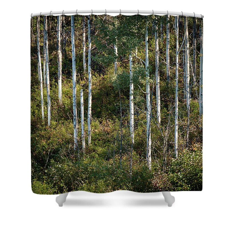 Scenics Shower Curtain featuring the photograph Poplars on a British Columbia Hillside by Mary Lee Dereske
