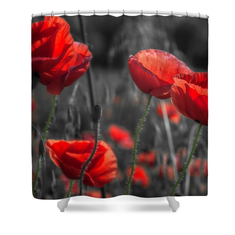 Poppies Shower Curtain featuring the photograph Poppies 2021 by Wolfgang Stocker
