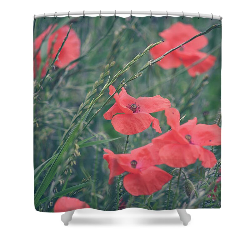 Poppies Shower Curtain featuring the photograph Poppies in a field by Andrew Lalchan