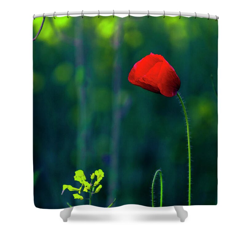 Bulgaria Shower Curtain featuring the photograph Poppy by Evgeni Dinev