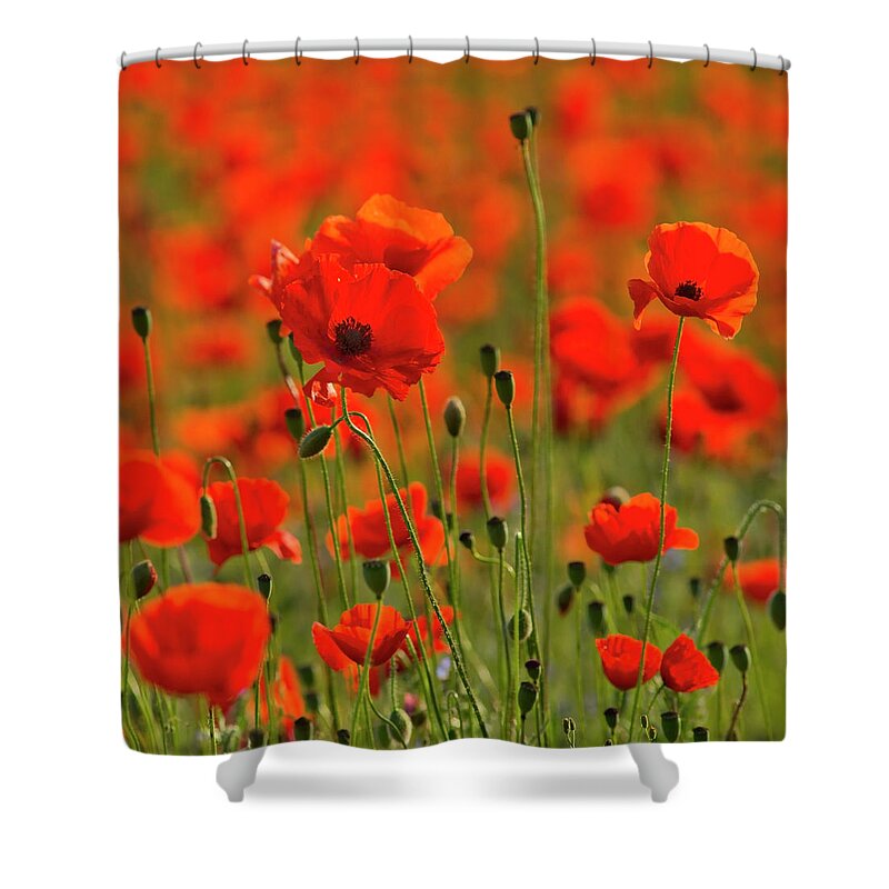 Landscape Shower Curtain featuring the photograph Poppy field 7 by Remigiusz MARCZAK