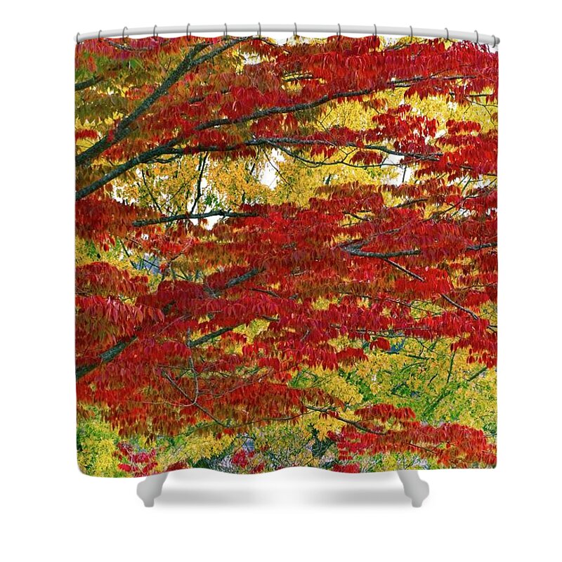 Abstract Shower Curtain featuring the photograph Port Gamble Fall Colors by David Desautel