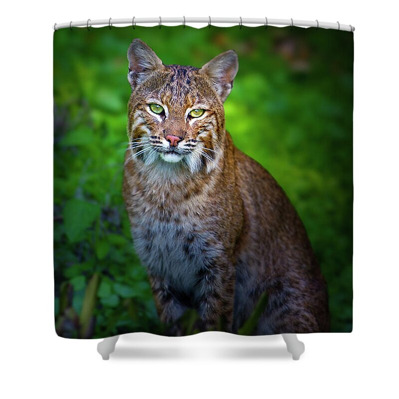 Bobcat Shower Curtain featuring the photograph Portrait of a Lady by Mark Andrew Thomas