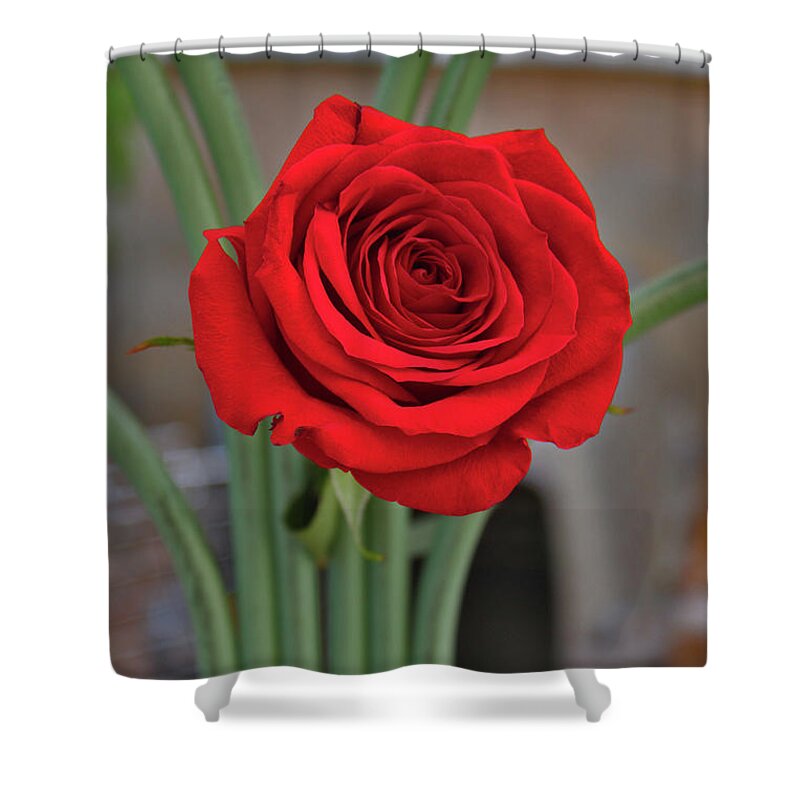 Portrait Of A Rose Shower Curtain featuring the photograph Portrait Of A Rose by Linda Sannuti