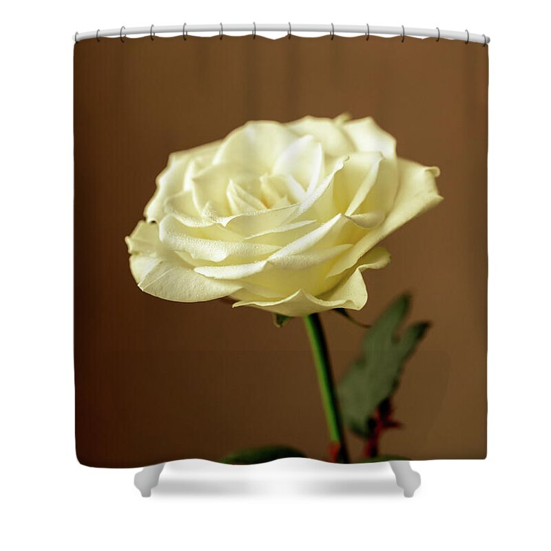 Single Rose Shower Curtain featuring the photograph Portrait Of A Rose by Tanya C Smith